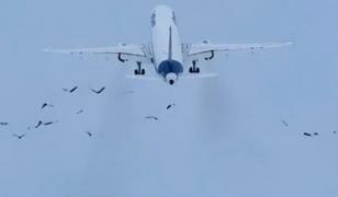 A fost alertă pe aeroportul Otopeni. Un avion cu peste 200 de pasageri ar fi lovit un stol de păsări