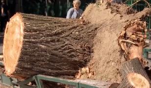 Copacul prăbuşit pe Iuliu Maniu ar fi fost reclamat timp de un an. Ce răspunde Primăria Sectorului 6