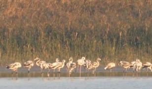 Locul din România unde au apărut peste 100 de flamingo. Păsările au poposit în drumul spre țările calde