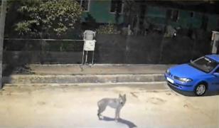 Cum poţi fi despăgubit dacă animalele sălbatice îţi distrug gospodăria. Primul pas pe care trebuie să-l faci