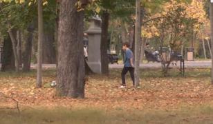 Frunzele căzute, noul motiv de dezbatere în Primăria Capitalei: Frumoase în poze, dar periculoase