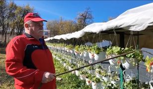 Afacerea de vis a unui bărbat din Cluj. Cu doar 2.000 de lei şi-a transformat curtea într-o grădină suspendată