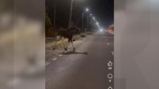 Un şofer a lovit mortal un animal dispărut de 200 de ani din România. Mister la un accident din Piteşti
