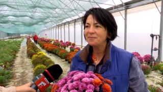 Planta neobişnuită care a luat locul crizantemelor în florării. Costă doar 10 lei şi rezistă la frig