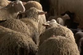 Începe campania de vaccinare la oi şi capre. Se începe cu judeţele din prima linie