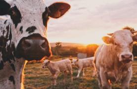 Țara din Europa în care fermierii vor plăti o taxă pentru flatulențele animalelor