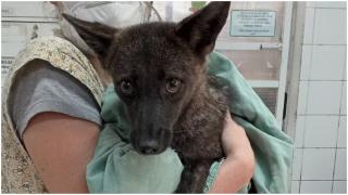Animalul unic descoperit recent care uimește pe toată lumea. Are corp de câine și cap de vulpe, dar e cu totul altceva