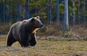 Județul din România care e plin de urși. Animalele sălbatice apar foarte des în zonele locuite, oamenii se tem pentru viața lor