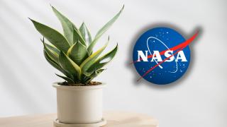 Planta pe care NASA o recomandă pentru purificare aerului din casă. Nu e greu de întreținut și nu trebuie udată mult