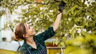 Pomul pe care trebuie să-l plantezi în grădină în luna octombrie. O să-ți aducă bogăție și noroc pe toate planurile