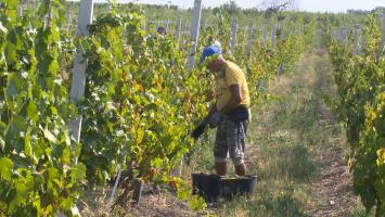 Seceta a redus producţia de struguri la jumătate. Viticultorii din Buzău au început să-i culeagă cu o lună mai devreme decât era normal