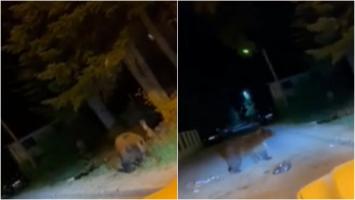 "Ţipa de zici că era în gură de şarpe". Un urs a băgat spaima în piteşteni, după ce a fost surprins plimbându-se pe străzile din oraş
