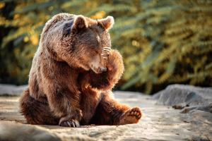 Alertă în Piteşti, după ce un urs a fost văzut umblând pe străzi.. A fost emis mesaj RO-Alert