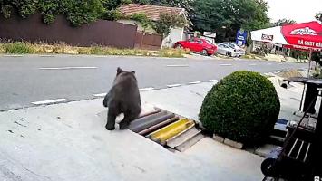 Momentul în care ursul vine în acelaşi timp cu RO-Alert-ul. Oamenii dintr-o localitate din Buzău s-au trezit cu animalul lângă ei, în magazin