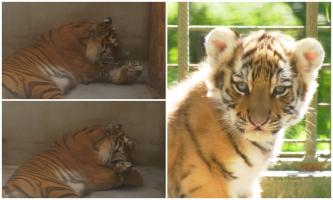 Freddy și Frida, tigrii siberieni de la Zoo Oradea, au adus pe lume doi pui. Surioarele cu ochi de smarald sunt adorate de vizitatori