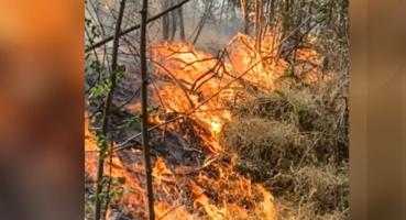 Incendiu masiv de vegetaţie în Argeş. Peste patru hectare au fost distruse de flăcări