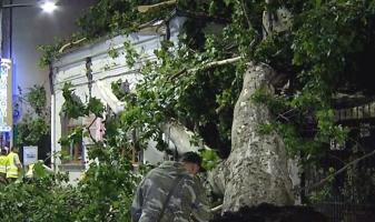 Incident pe Calea Dorobanţi, în Capitală. Un copac uriaş a căzut pe acoperişul unei cafenele