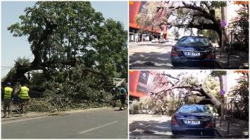 Momentul în care un copac de 20 de metri se prăbușește în fața unei mașini, la Obor