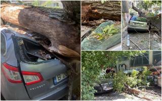 Un copac imens a căzut peste două maşini din cartierul Militari din Bucureşti. Ambele aparţin aceleiaşi familii
