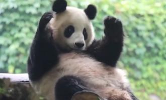 Un urs panda, viral pentru "dansul" său. Ce încerca să facă de fapt animăluțul