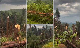 "Doamne fereşte!" O pădure întreagă de brazi, pusă la pământ în Maramureş. Furtuna a lovit cu puterea unui uragan
