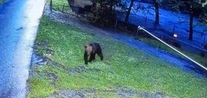 Ursul care a terorizat Grădina Zoologică din Tg. Mureş a fost împuşcat. Animalul reuşise să evite capcanele şi să omoare 3 căprioare şi un emu