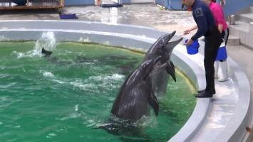 Baby, primul pui de delfin născut în captivitate în România, a murit. Ce au descoperit medicii