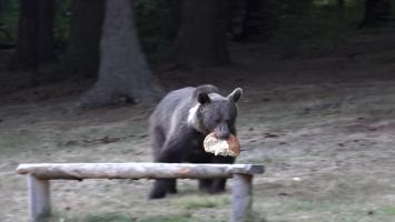 Urșii au atacat de 4 ori în doar 24 de ore. Activiștii de mediu avertizează: Nu se mai tem de oameni