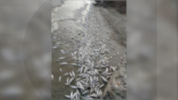 Sute de pești găsiți morți, în apele Jiului de Vest şi la Gura Portiţei. Localnicii au alertat autorităţile: "Tot malul era plin, pe sute de metri"