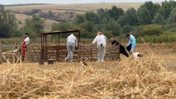 Alertă sanitară la graniţa României. O nouă boală face ravagii în fermele vecinilor bulgari