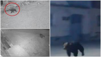 O gravidă de 14 ani şi un bătrân, atacaţi de urs într-o comună din Braşov. Animalul a intrat în curţile oamenilor