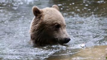 Boki, un urs de 2 ani care are hidrocefalie, operat pe creier în Anglia. Chirurgul care va efectua procedura a mai făcut-o o singură dată înainte