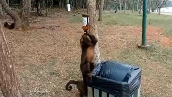 Maimuţe capucin, filmate cum beau bere într-un parc din Brazilia