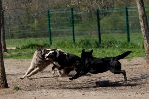 O haită de câini maidanezi terorizează un cartier din Baia Mare. Un bărbat a fost atacat de unul dintre animale şi salvat de vecini