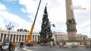 Scandal la Vatican din cauza tradiţiilor de Crăciun. Activiştii de mediu cer să fie oprită tăierea unui brad vechi de 200 de ani