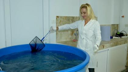 Cercetătorii români au creat păstrăvul somonat de Marea Neagră. Cât a durat experimentul