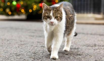 Pisica Larry împlineşte 15 ani ca principală spaimă a rozătoarelor din Downing Street