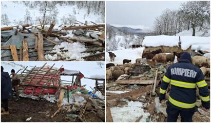 16 animale au murit, după ce un saivan s-a prăbuşit sub greutatea zăpezii în Buzău. Alte 200 au fost salvate