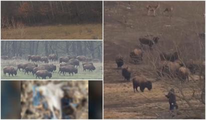 Peste 200 de cadavre de bizoni, bivoli şi cerbi, descoperite la o fermă din Cluj