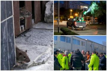 Bucureştiul, ameninţat cu invazia şobolanilor. Angajaţii CMEIB spun că nu şi-au primit salariile din decembrie