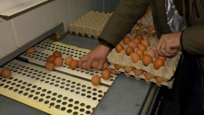 Război între producători şi magazinele din România pe ouă. Exporturile au explodat