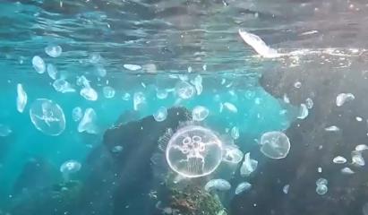 Marea Neagră "fierbe". Fenomenul neobişnuit a dat peste cap habitatul marin. Explicaţia specialiştilor