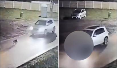 Incident şocant în Timiş. Un şofer din Giarmata a călcat intenţionat un câine cu maşina. Momentul, filmat