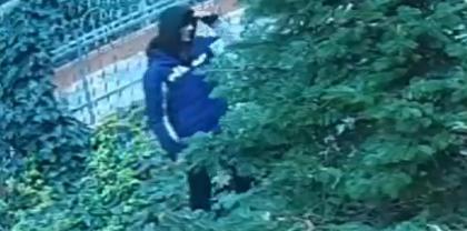 Bărbat din Bucureşti, filmat cum smulge crengile unui brad din Dristor. Ce amendă riscă