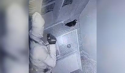 Românii care au furat peste 170 porumbei de curse trebuie să plătească despăgubiri de jumătate de milion euro