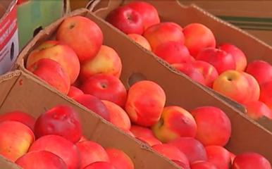 Producem legume şi fructe, dar nu avem unde să le păstrăm. Cât costă închirierea unei hale