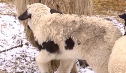 Mielul de Paşte se scumpeşte: "Nu ştiu câţi îşi vor mai permite să cumpere un miel mare"