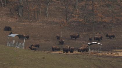 Detalii cutremurătoare despre ferma groazei. Animalele lăsate să moară de foame au ros şi scoarţa copacilor