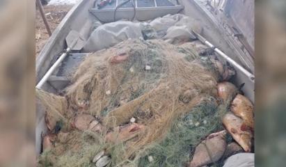 Aproape 800 de kilograme de peşte, scoase din plasele braconierilor de pe râul Olt. A fost deschis dosar penal