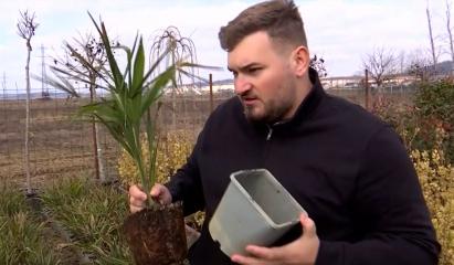 Palmierii, noua modă în grădinile românilor. Cât costă cele mai scumpe exemplare